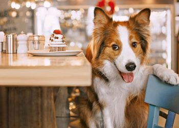 San Rafael forma  parte del mapa nacional de alojamientos “pet friendly”