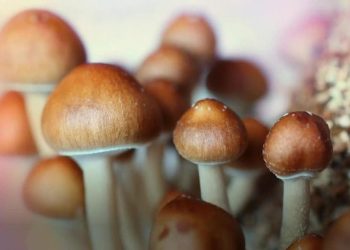 Australia permitirá uso de éxtasis y hongos alucinógenos para tratamientos contra la depresión
