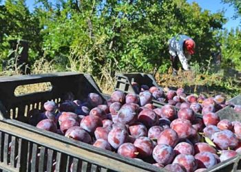 Ciruela: el rendimiento por hectárea en Chile  duplica al del sur mendocino