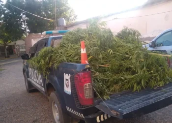 Cayó por tener una plantación ilegal de marihuana en su casa de San Carlos