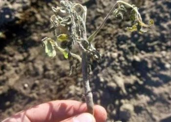 Más distritos mendocinos se encuentran en  “emergencia agropecuaria”