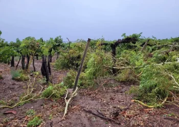 El Gobierno destinará $70 millones recaudados por la Vendimia a los productores afectados por las tormentas
