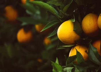 Faltante de cítricos: entre la resolución del Senasa y la propuesta que trabaja Mendoza