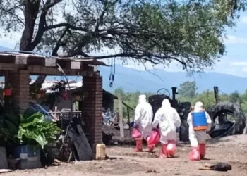 Gripe aviar: confirman nuevos casos en Santa Fe y crece la preocupación en el país