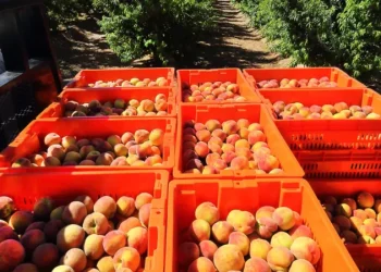 La Provincia exportó más de 280 mil kilos de frutales desde el oasis Sur con destino a EEUU
