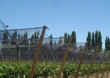 Mendoza Activa ya impulsó más de 700 proyectos de inversión en malla antigranizo y sistemas de riego