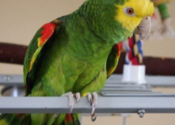 Murió por neumonía uno de los afectados de psitacosis en Rafaela