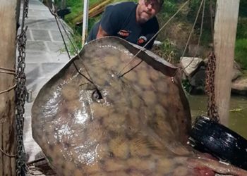 Pescó una raya de 250 kilos en el río Paraná