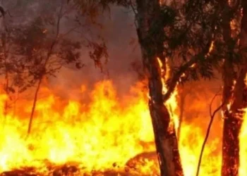 Preocupan los incendios forestales : hay al menos tres provincias afectadas con varios focos