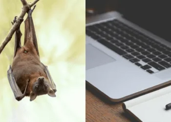 Un murciélago entró a su departamento y lo pudo sacar con un truco insólito: «Internet, mi único Dios…»