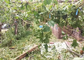 Por los daños del granizo, sumaron a 68 distritos a la Emergencia Agropecuaria