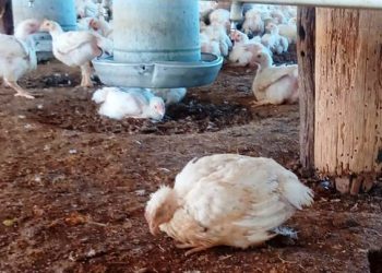 Confirmaron el primer caso de gripe aviar en aves de corral y el Gobierno suspendió las exportaciones