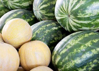 Productores locales comercializan sus sandías y  melones