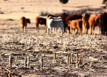 Sequía: ganaderos sureños piden que no  inmovilicen animales para vacunación