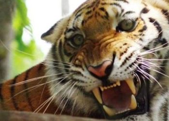 Sacrifican tigre que escapó de antigua hacienda de Pablo Escobar