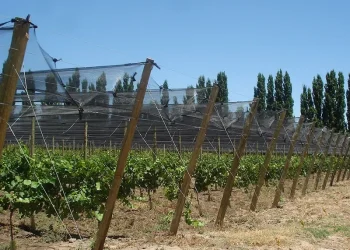 Cerró la segunda convocatoria de Mendoza Activa 4: se presentaron 499 proyectos