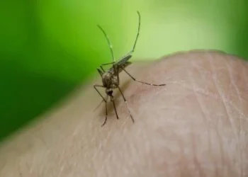 El Ministerio de Salud advierte por «aumento sostenido de casos de dengue» en el país