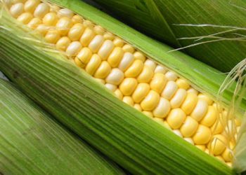 “Motochoclos”: un nuevo tipo de ladrones que “anticipan” la cosecha de maíz