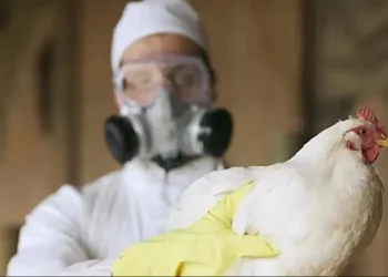 Con un nuevo positivo de gripe aviar en Neuquén ya suman 34 con casos detectados en el país