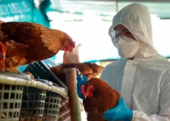 Confirmaron ocho nuevos casos de gripe aviar en la última semana