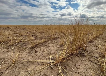 Declararon la emergencia agropecuaria por sequía en Mendoza