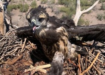 Se llevó a cabo el “anillado” de dos pichones de águilas coronadas, especie en peligro de extinción