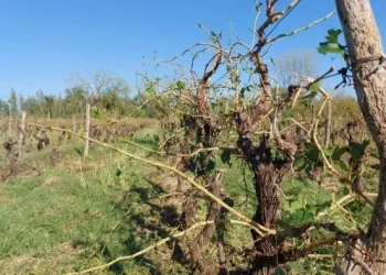 El Gobierno bonificará las boletas de luz de productores vitivinícolas de la zona Este