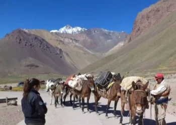 El Gobierno explicó el manejo y control de las mulas en el Aconcagua