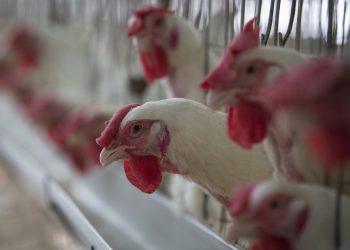 Gripe Aviar: detectan los primeros casos en Montevideo y hay alerta en el sector avícola