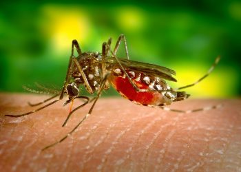 Cómo evitar la propagación del dengue: causas y  síntomas de esta enfermedad