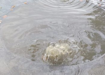 Cada vez que llueve colapsan las cloacas en la puerta de su oficina