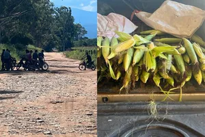 La angustia de un productor que vive en vilo por los “motochorros de choclos”