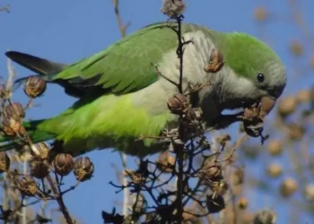 La helada, el granizo y la invasión de catas, los flagelos a los que se enfrentan los productores