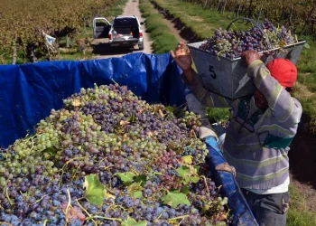 Lanzan una nueva línea de créditos para comprar uvas