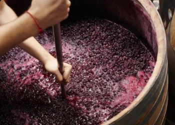 Mendoza tuvo que ceder ante la presión sanjuanina y se destinará 12% para mosto