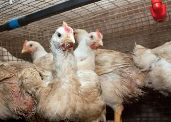 Para evitar la expansión de la gripe aviar, el Gobierno refuerza los controles