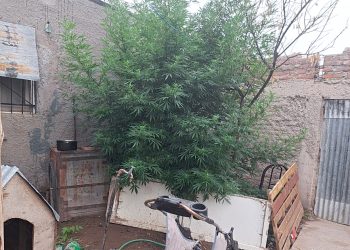 Detienen a un hombre y le encuentran una planta  gigante de marihuana