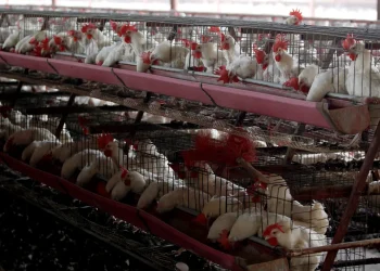 Por la gripe aviar, Mendoza declaró la Emergencia Zoosanitaria durante un año