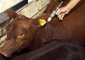 Por la sequía: el Senasa autorizó  excepciones para el movimiento de animales entre las dosis de vacunas