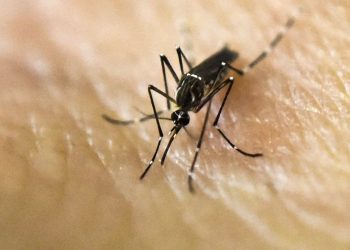 Se confirmó que hay dengue en 13 jurisdicciones del país y hay 2 mil casos por semana