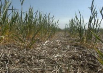 Según la Bolsa de Comercio de Rosario, la sequía ya finalizó en la región pampeana