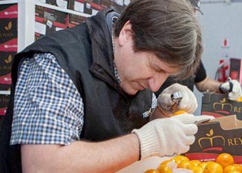 El norte provincial y Senasa buscan un acuerdo para la libre comercialización de cítricos