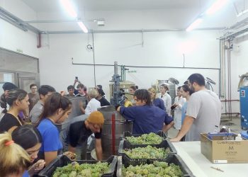 Comenzó la vendimia de los alumnos de la escuela Iaccarini
