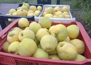 En la escuela Iaccarini ya cosechan membrillos para  realizar dulces y jaleas que ponen a la venta