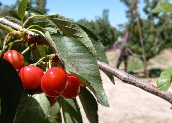 Mendoza será sede del 2º Seminario Internacional de Cerezas Frescas Tempranas