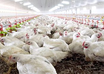 La influenza aviar afecta al mercado internacional pero se recupera de a poco