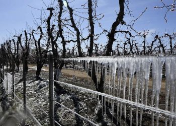 Mendoza logró una reducción de 50% en la factura deelectricidad para productores afectados por heladas