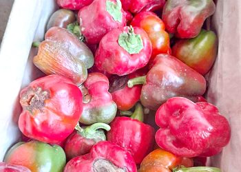 Comienza la cosecha de pimiento y los productores los ofrecen a unos 400 pesos el kilo