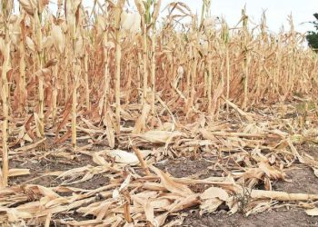 Sequía y después: piden desde el Congreso que el Gobierno reprograme los vencimientos financieros e impositivos del campo