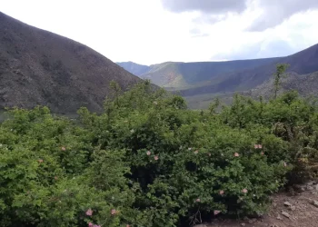 Las plantas exóticas ganan terreno en la montaña de Mendoza: qué zonas son las más afectadas